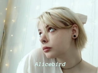 Alicebird