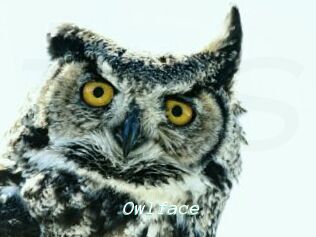 Owlface