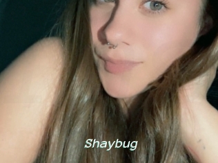 Shaybug