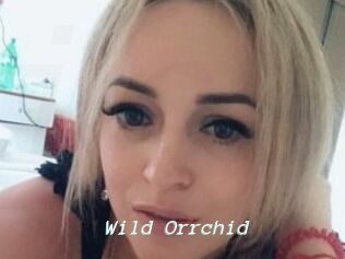 Wild_Orrchid